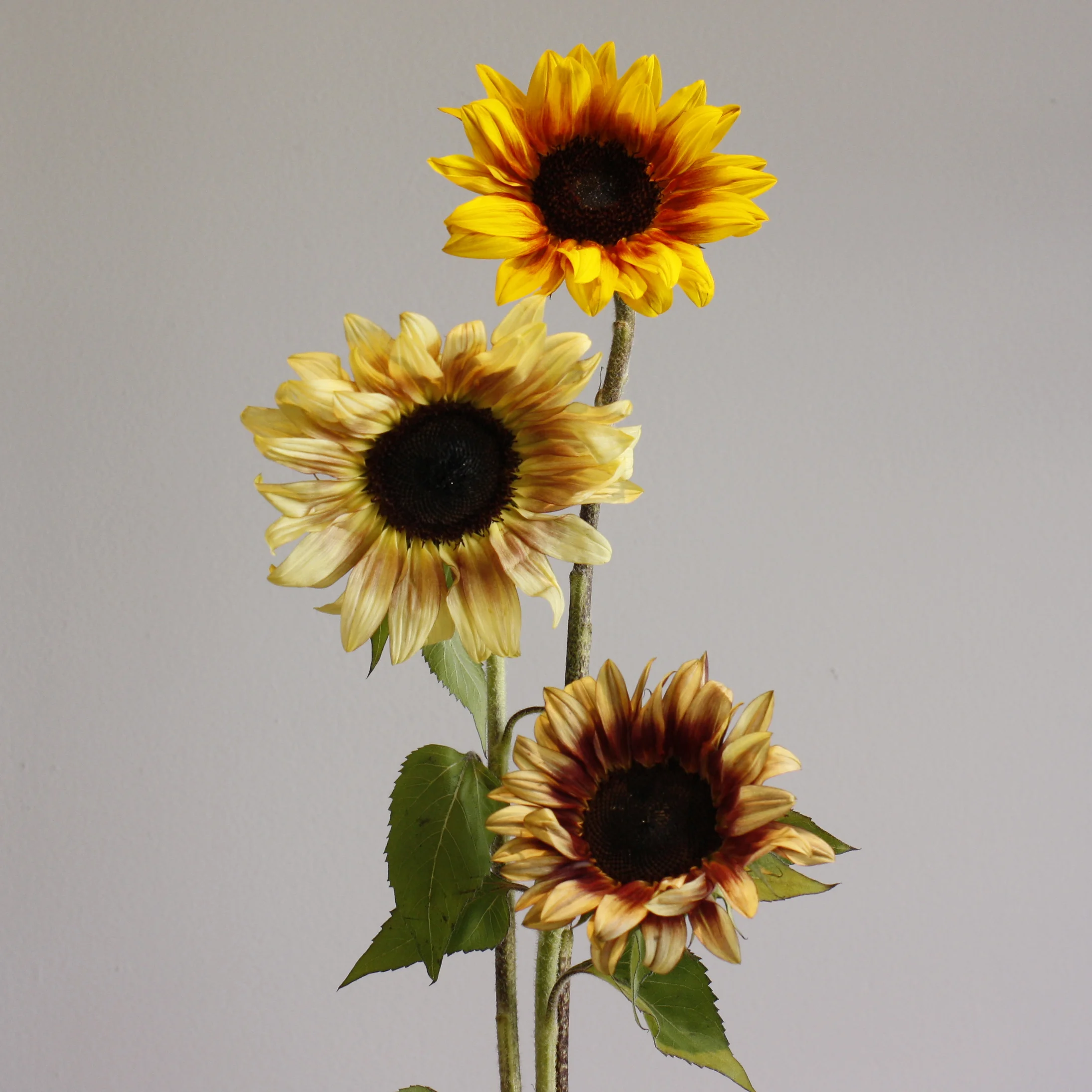 Local Sunflowers!