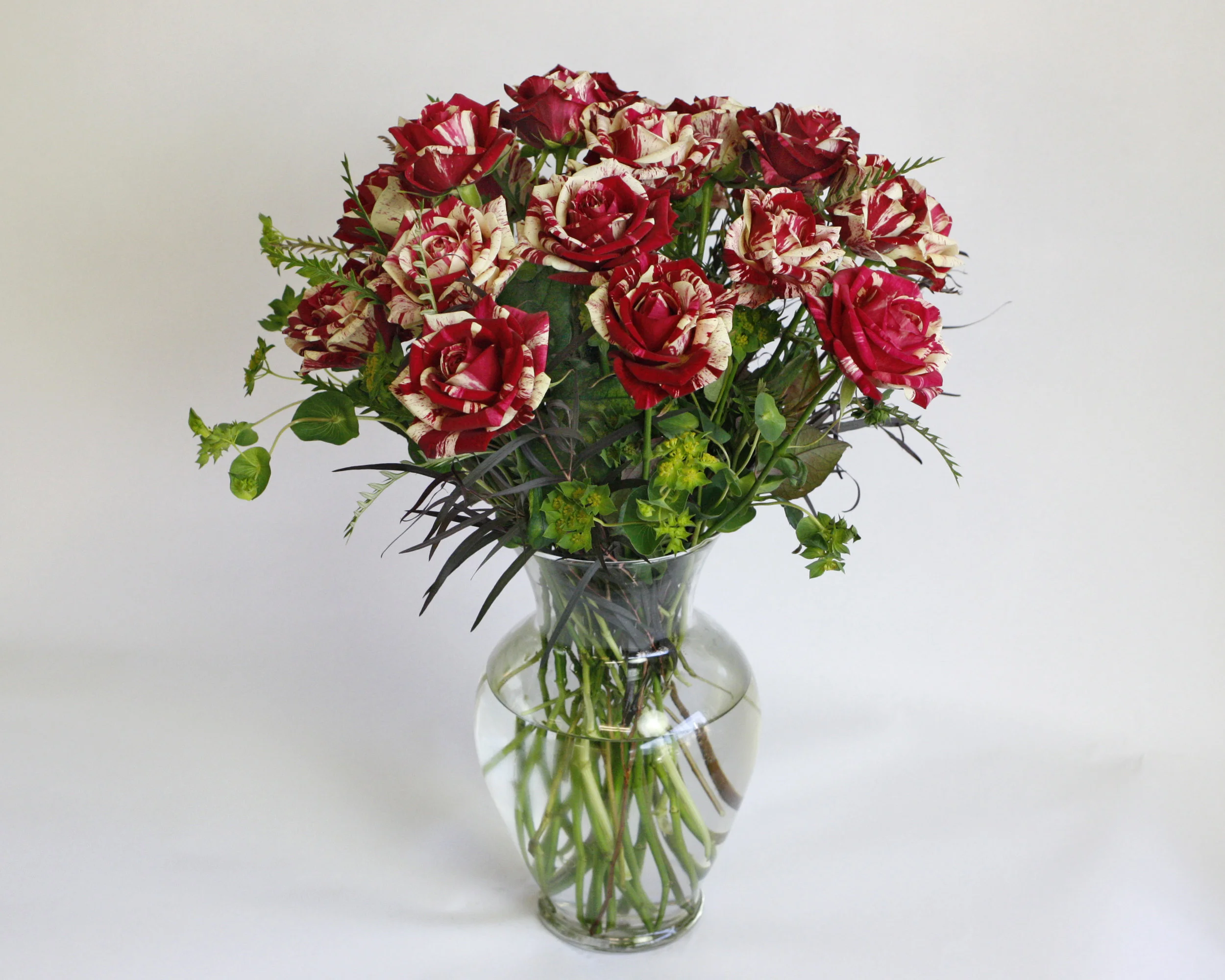 Harlequin Rose - this roses stunning splattered look of red and white make it one of the most popular for Valentine’s Day