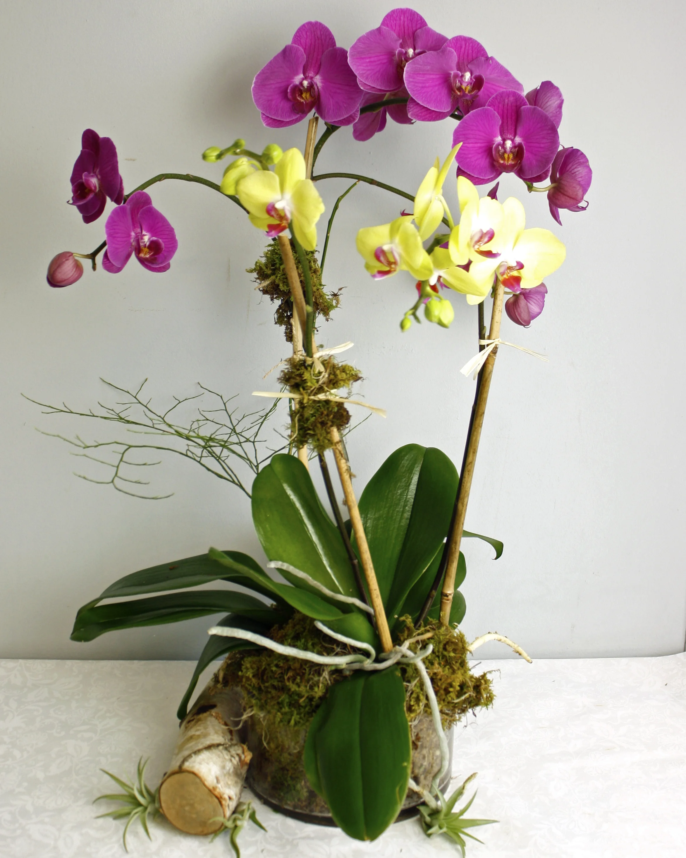 Orchid Flair.jpg