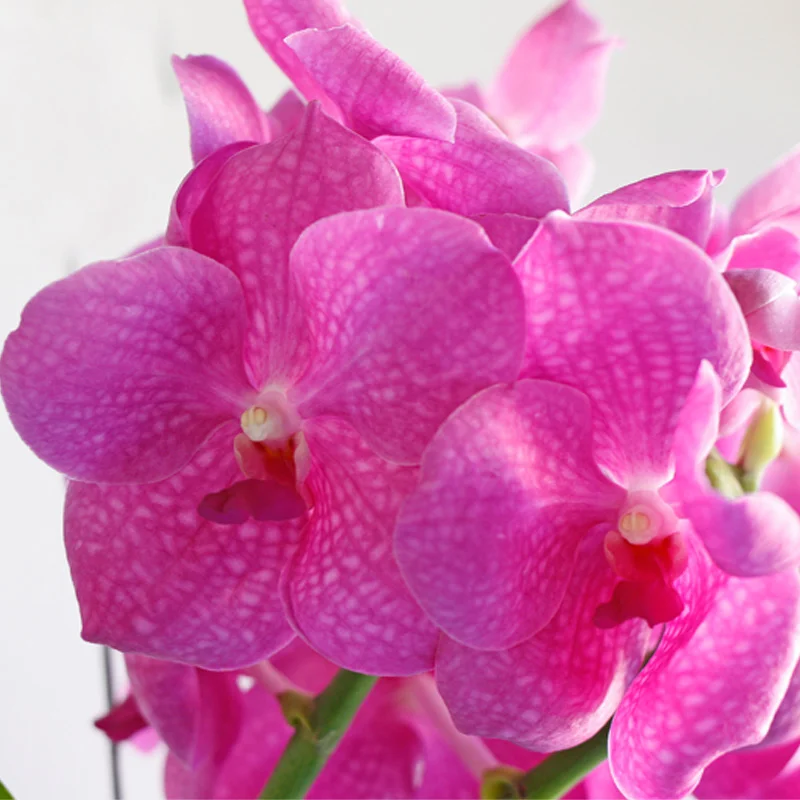 Vanda Orchid - vibrant fuscia blooms