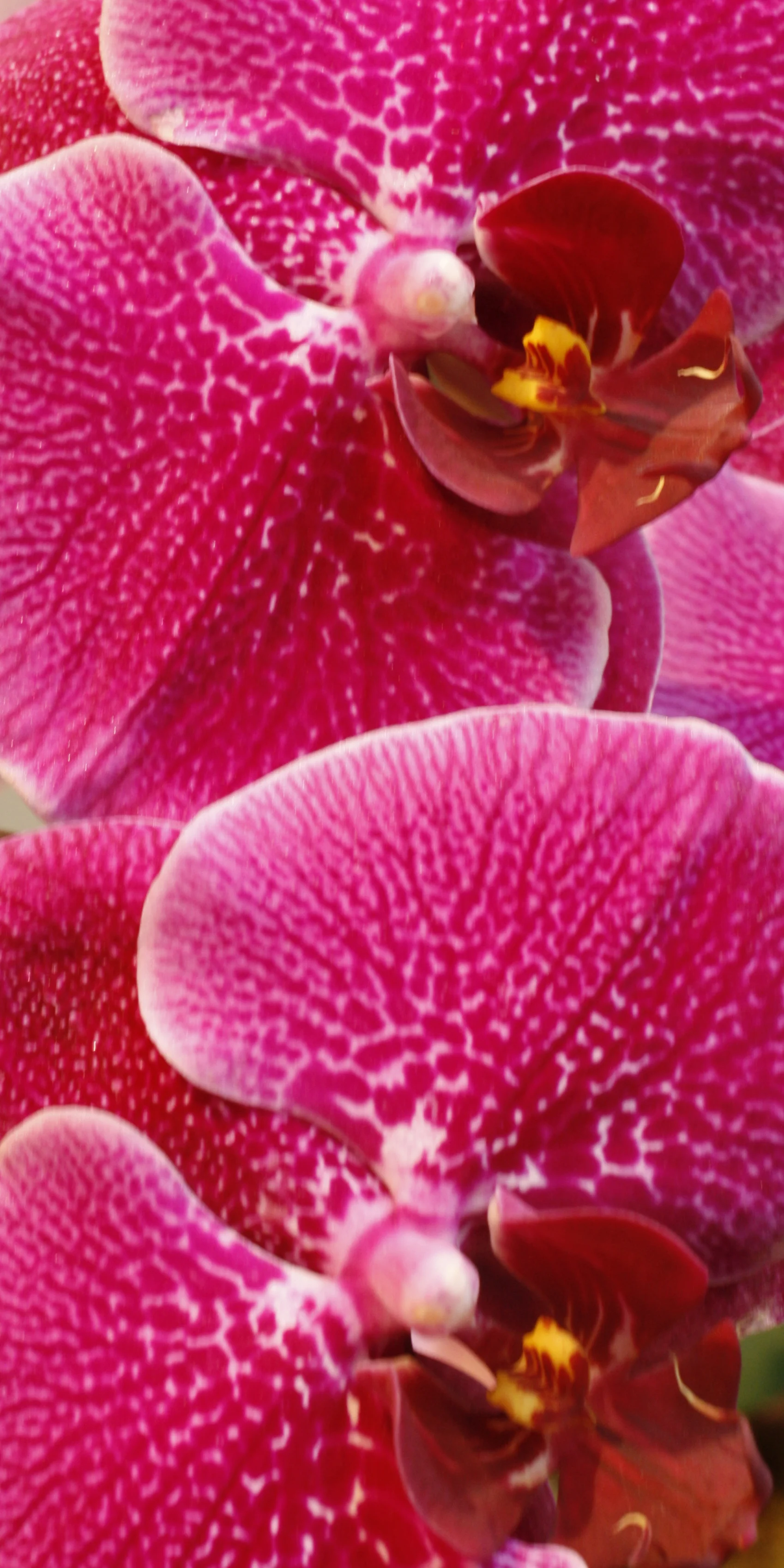 Fuscia Phaleonopsis Orchid - bright and vibrant, these orchids are truly stunning