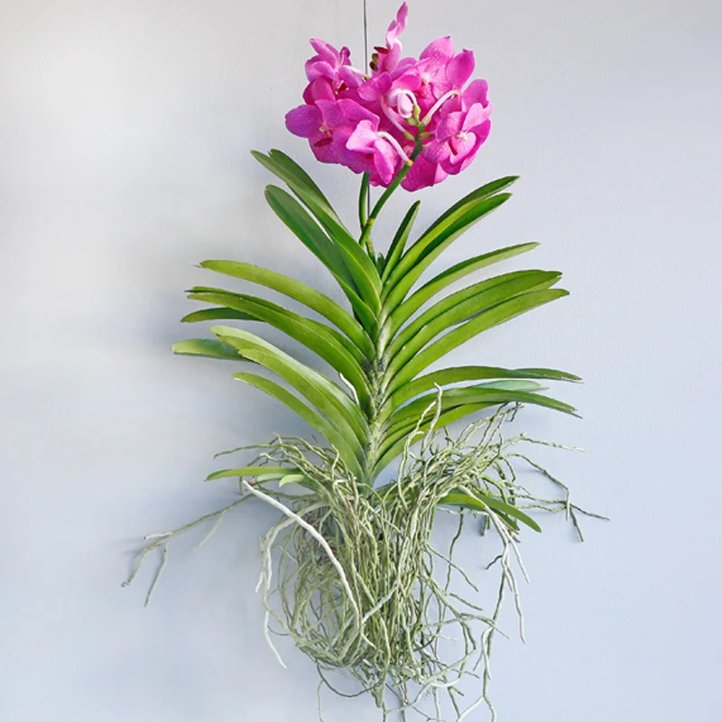 Hanging vanda orchid - stunning large blooms!