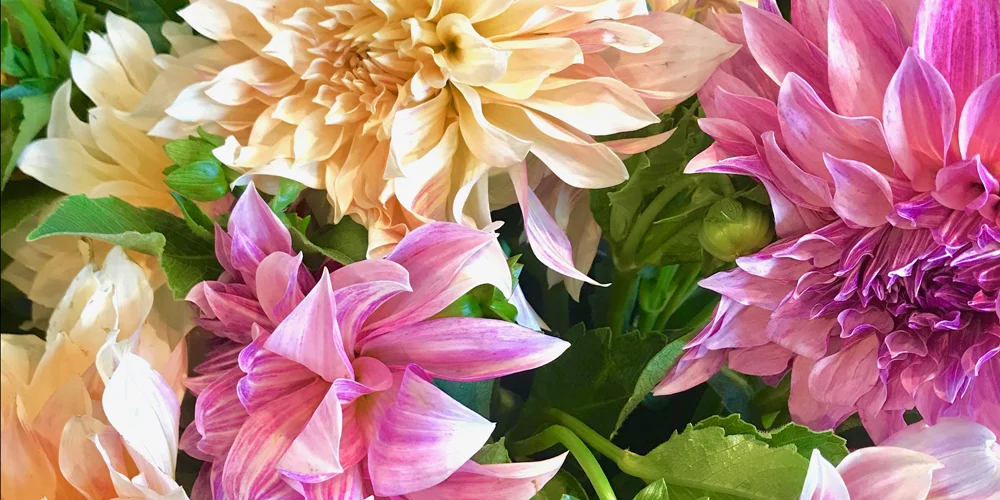 Cafe Au Lait Dahlia.jpg