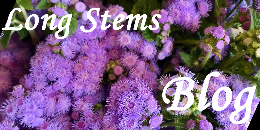 Long Stems Blog Banner.jpg