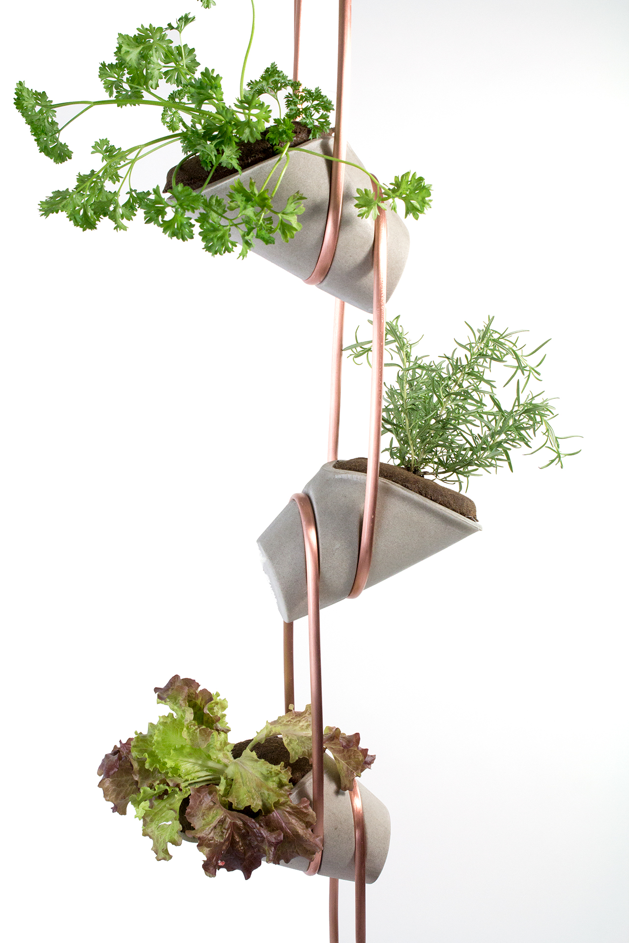 Three Plant Close UpWEB.jpg