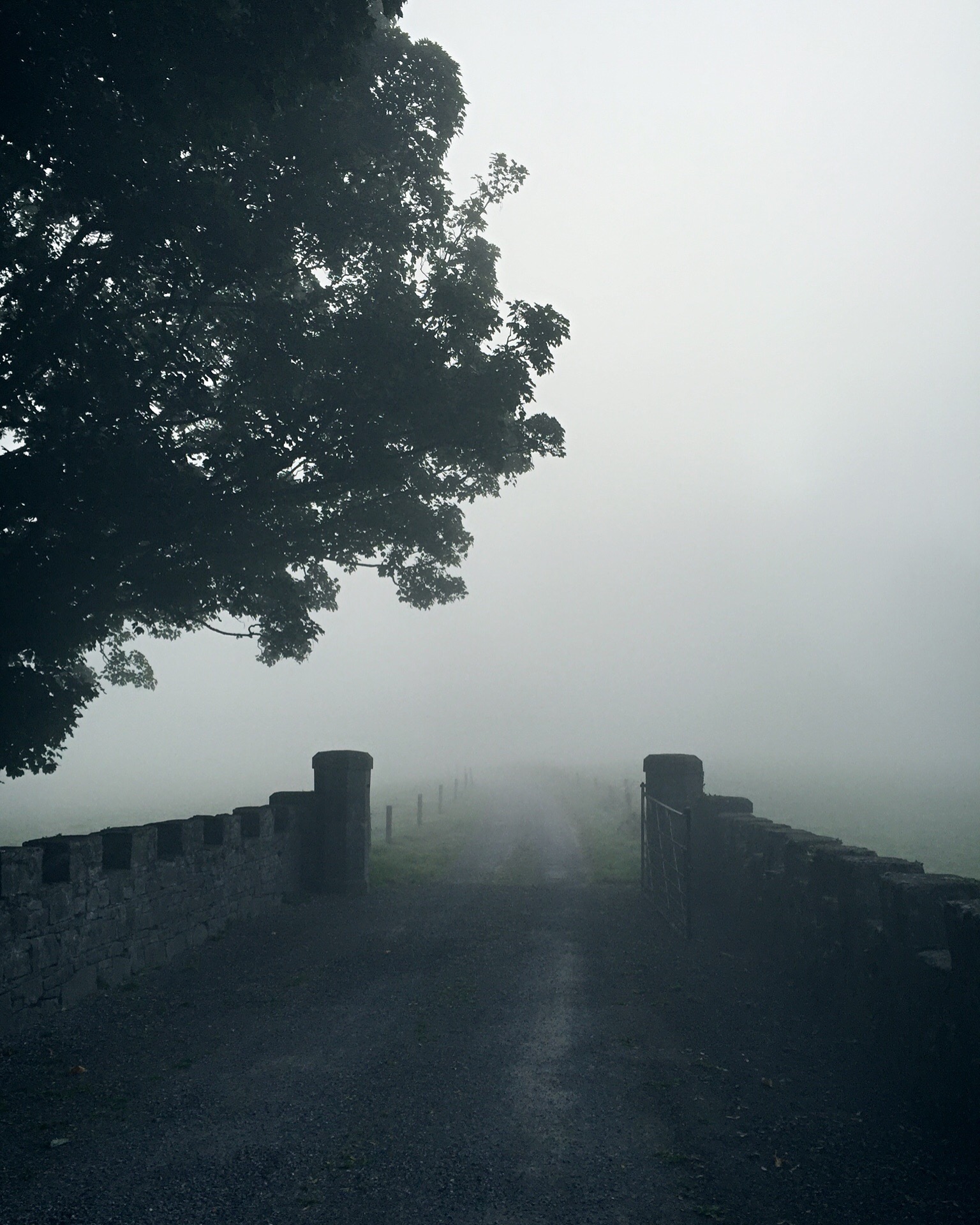 Tree and Fog by Kojii Helnwein no c.jpg