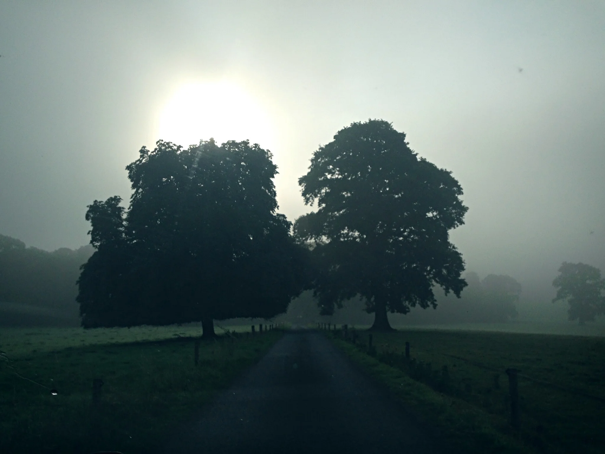 Two trees and fog by Kojii HElnwein.jpg