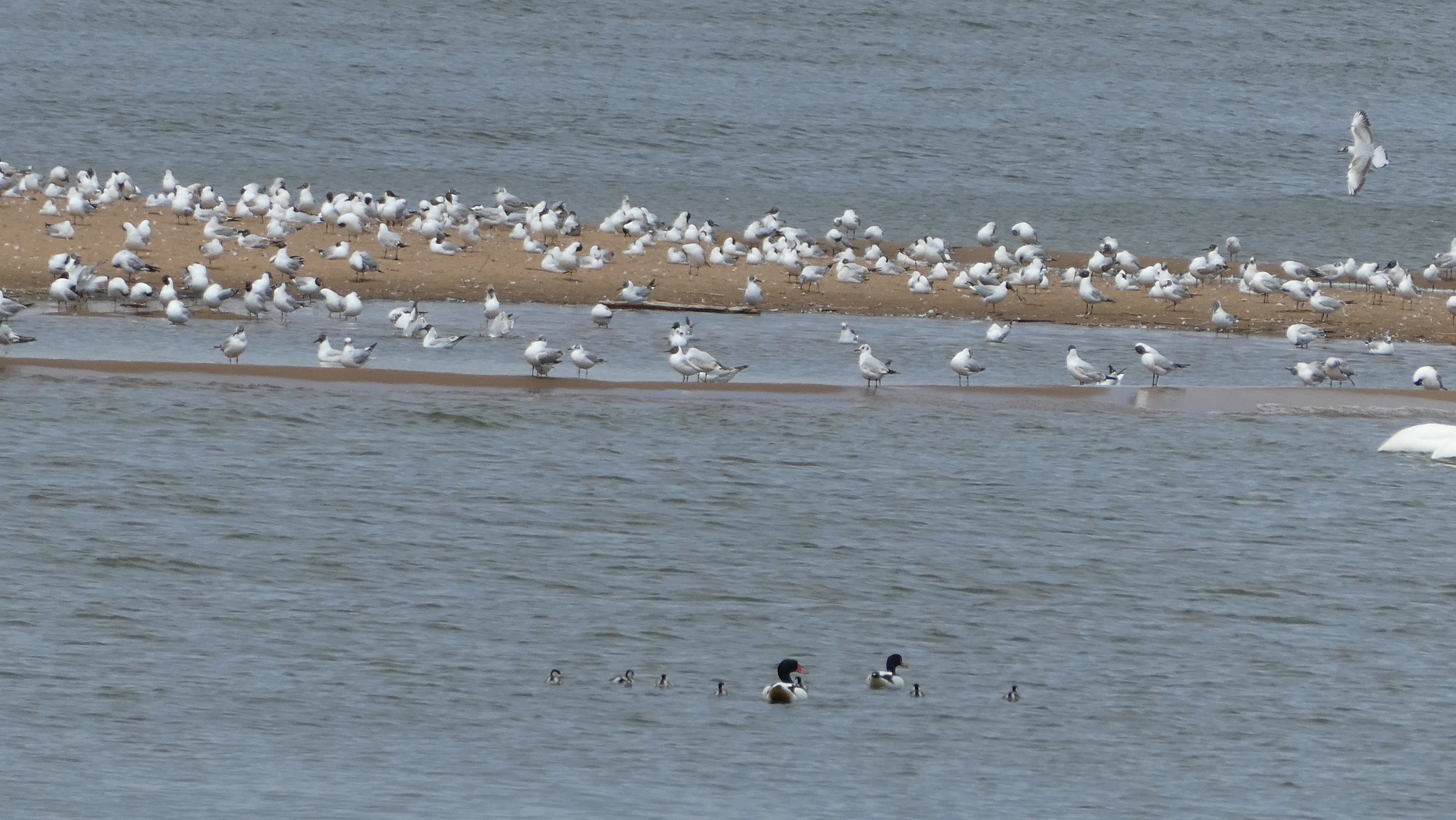 Nâda Yoga - Yoga des Klangs
