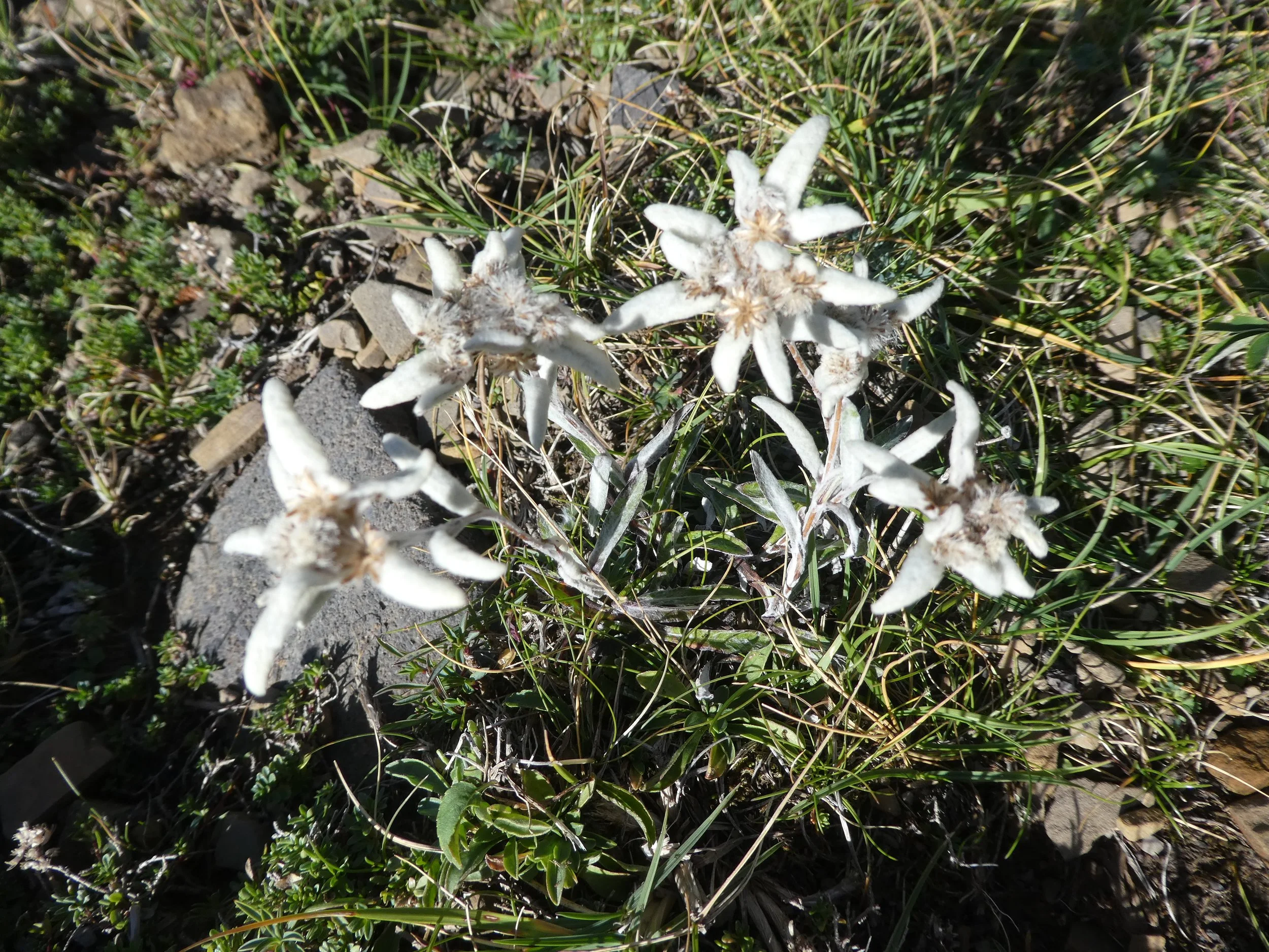 Innere Freiheit: das Ziel des Yoga