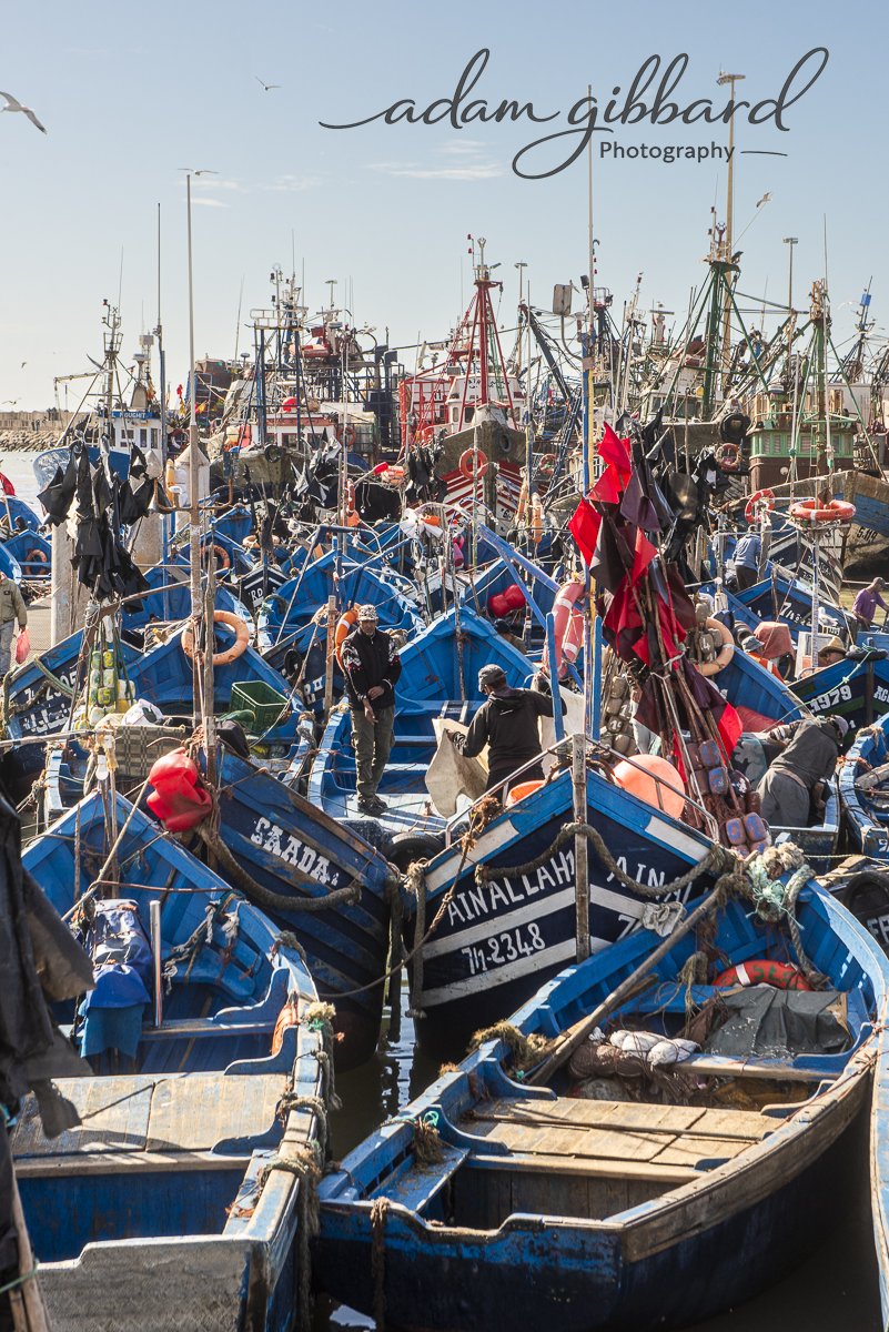 A busy harbor filled with dozens of small blue fishing boats docked closely together, with some people working on them and seagulls flying overhead.