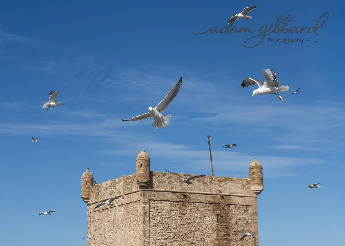 Seagulls flying around a historic stone fortress against a blue sky.