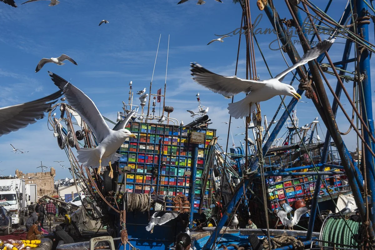 Seagulls flying around a busy fishing harbor with large ships loaded with colorful crates on their decks.