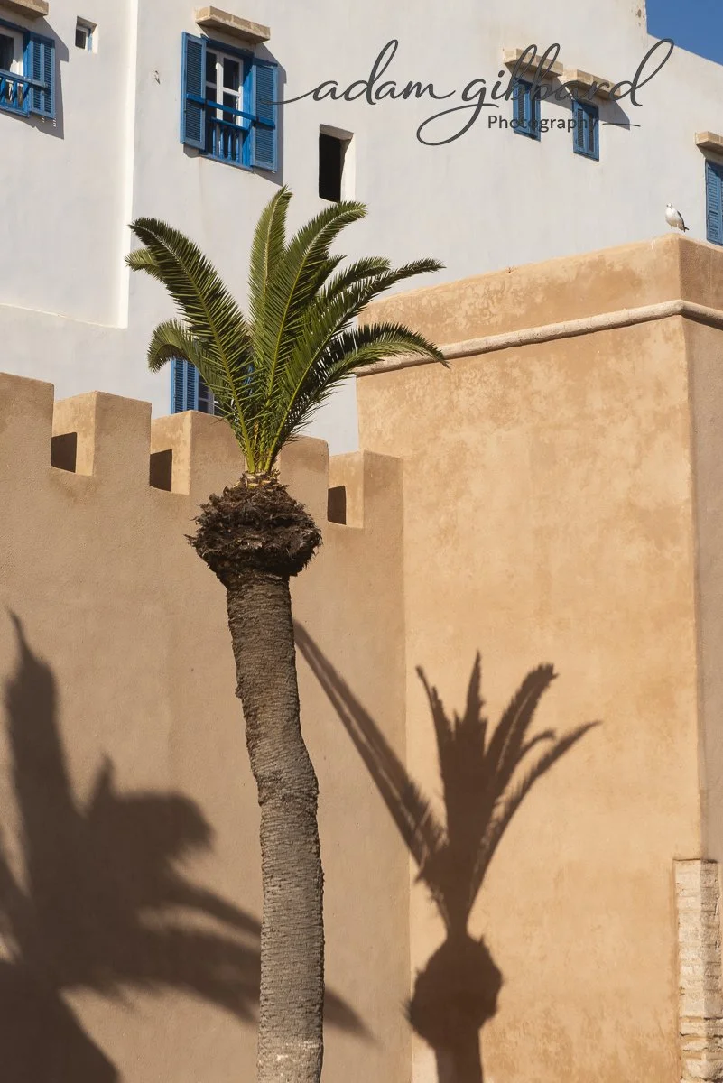 A potted palm tree casting a shadow on a beige stucco wall with a building featuring blue window shutters in the background.