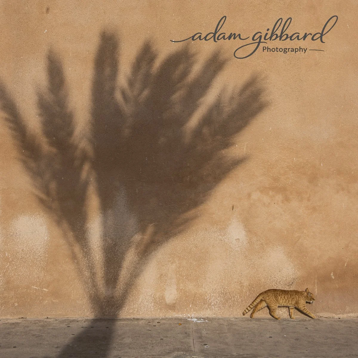 An orange tabby cat walking past a large shadow of a plant cast on a beige wall with the text 'adam gibbard Photography' in the top right corner.