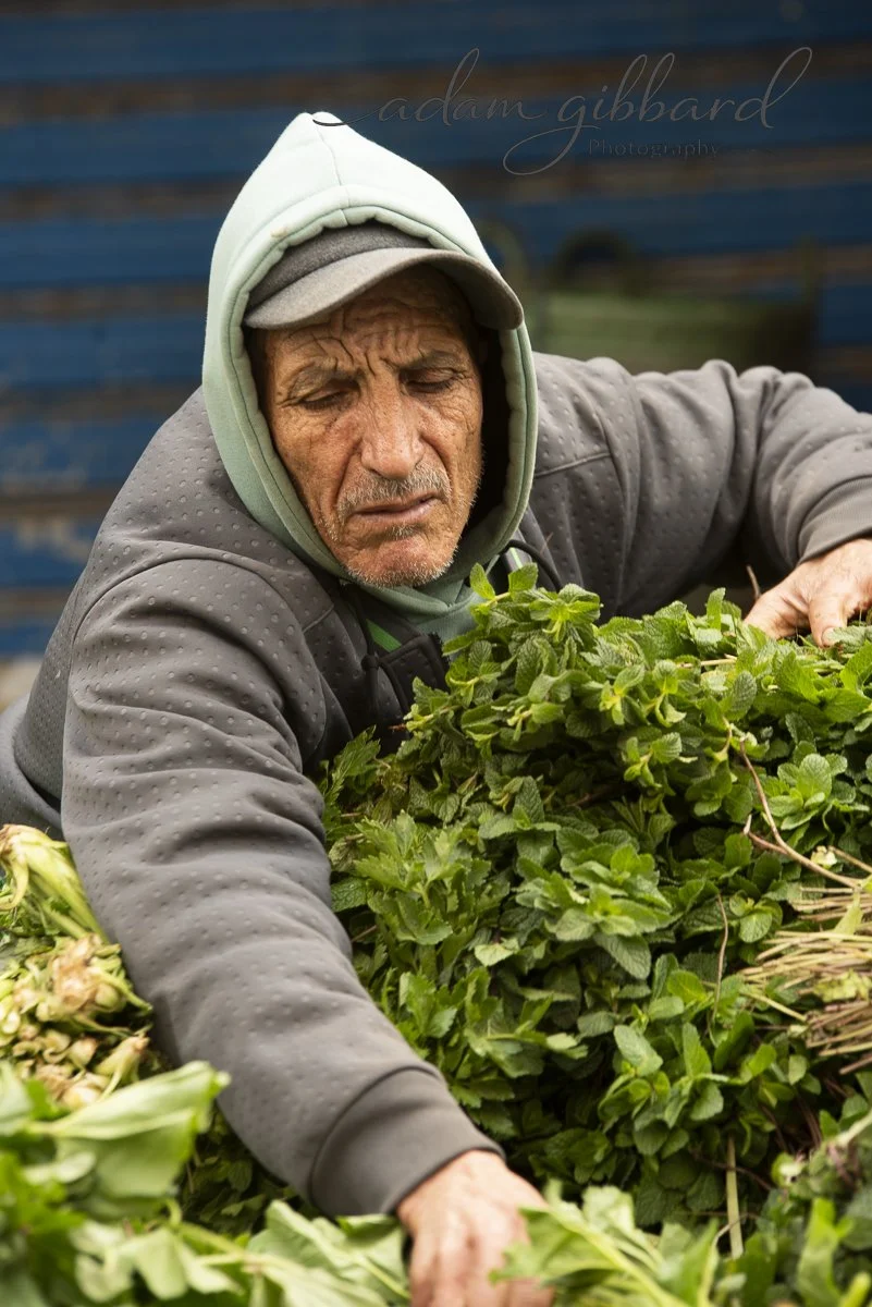 An elderly man wearing a hoodie and cap, picking or handling green leafy plants outdoors.