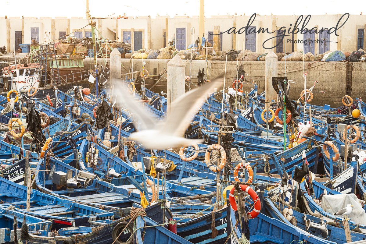 A crowded harbor filled with blue fishing boats tied together, with orange life rings hanging on them, and a blurred white seagull flying in the foreground.