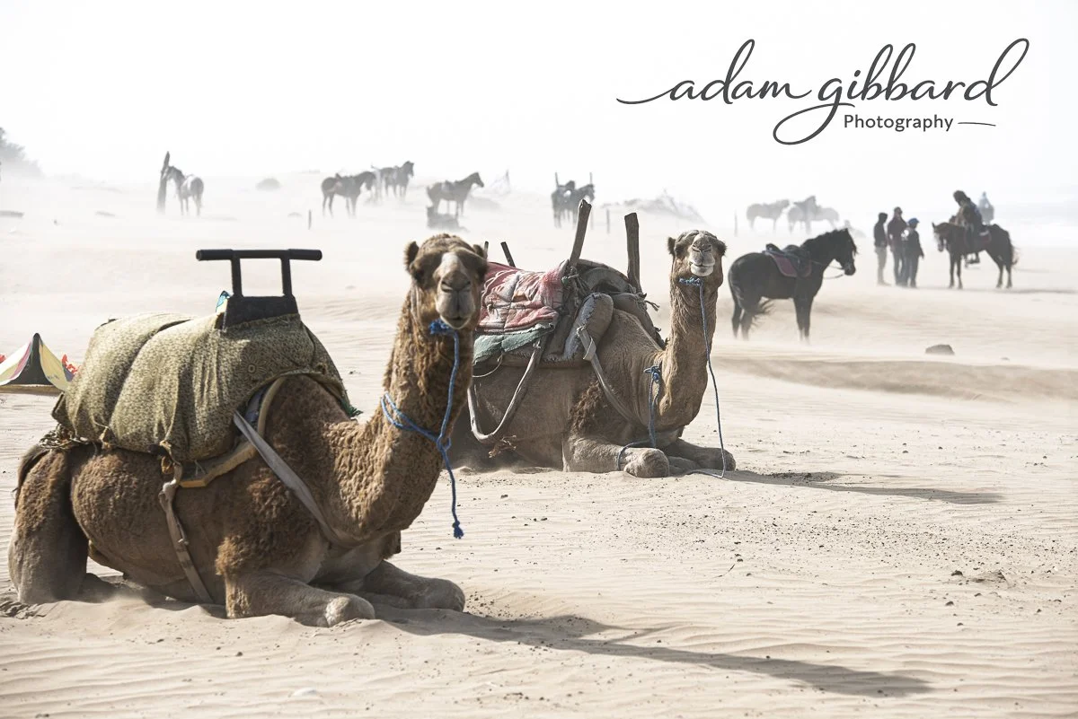 Two camels with saddles and blankets resting on sand dunes in a desert, with more camels and people in the background, under a hazy sky.