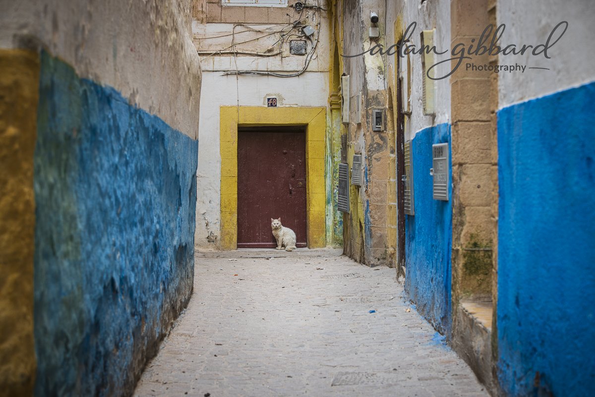 A narrow alleyway with colorful painted walls, a closed door with a yellow frame, and a white cat sitting in front of the door.