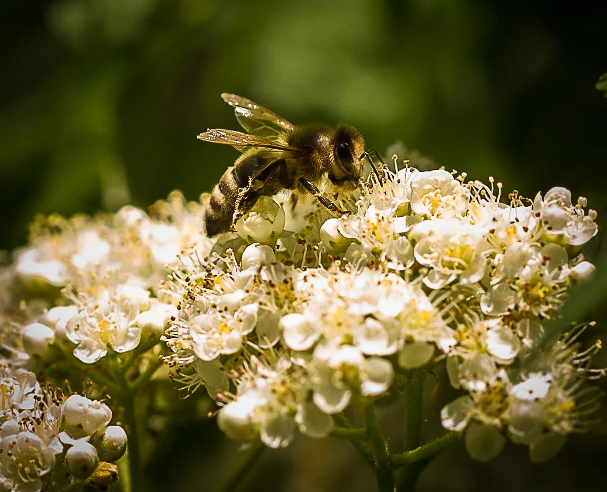 Bee Jamboree