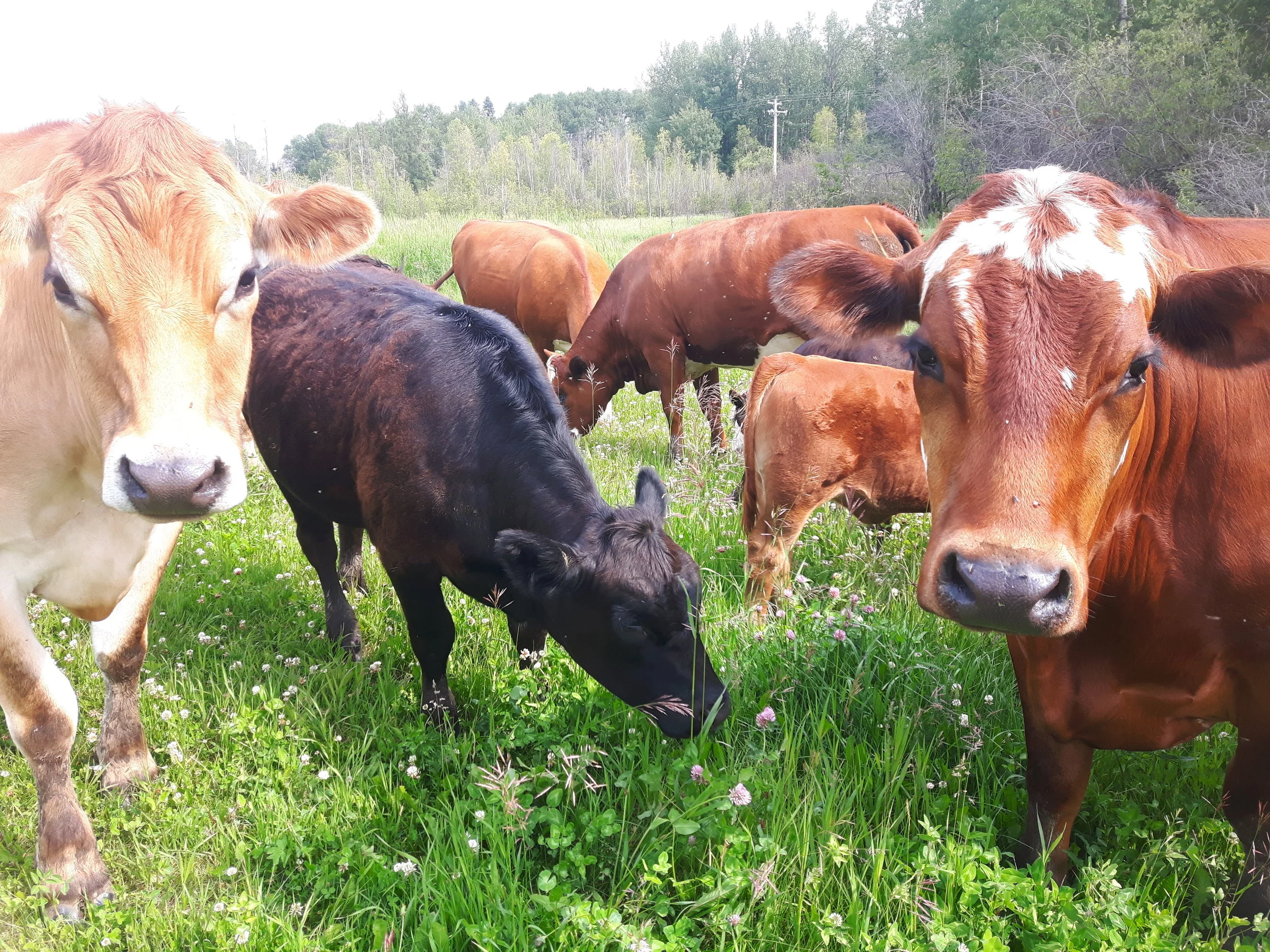 Hill & Dale crazy cows.jpg