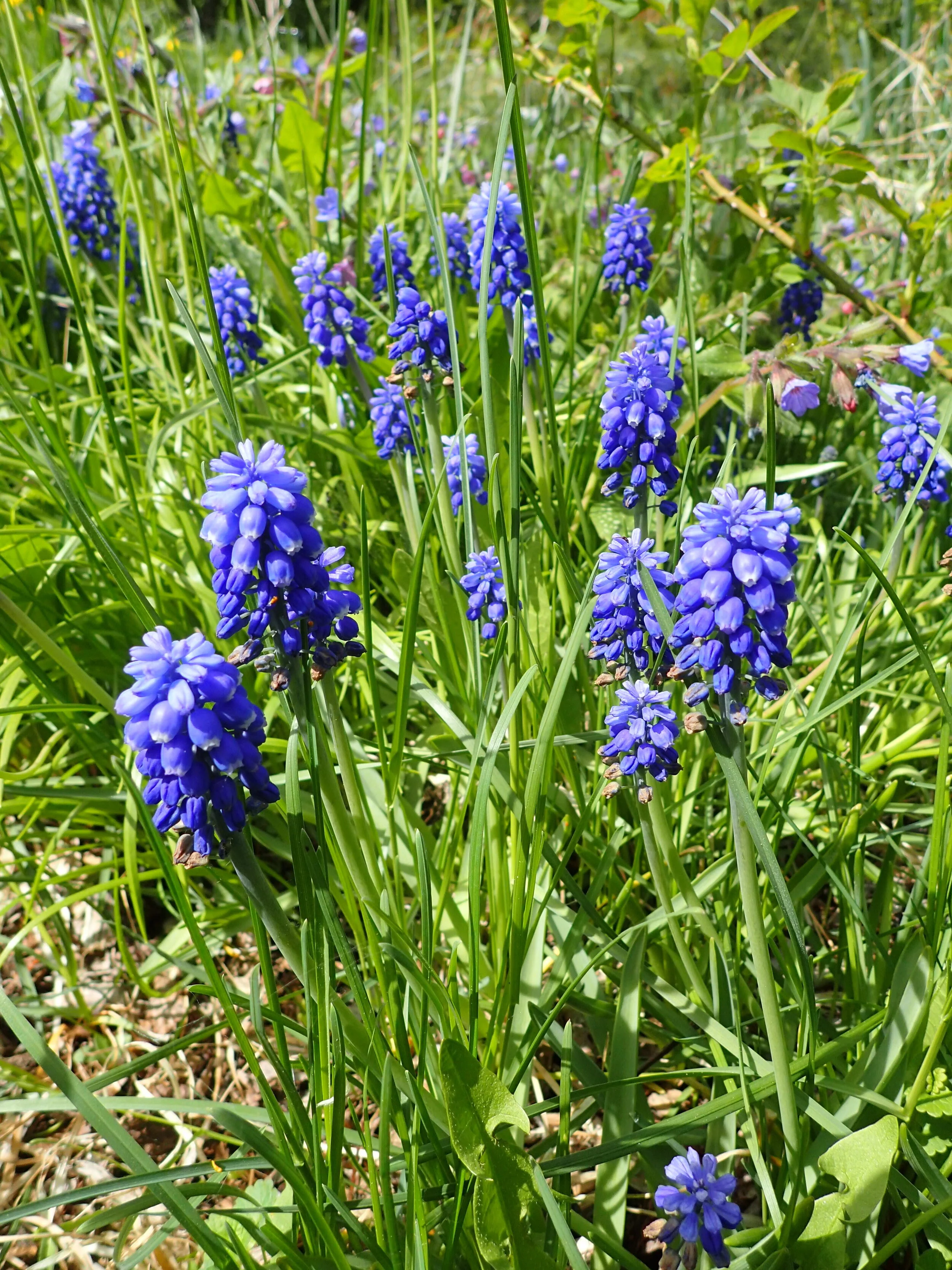 GPBG.Grape Hyacinth.LT.JPG