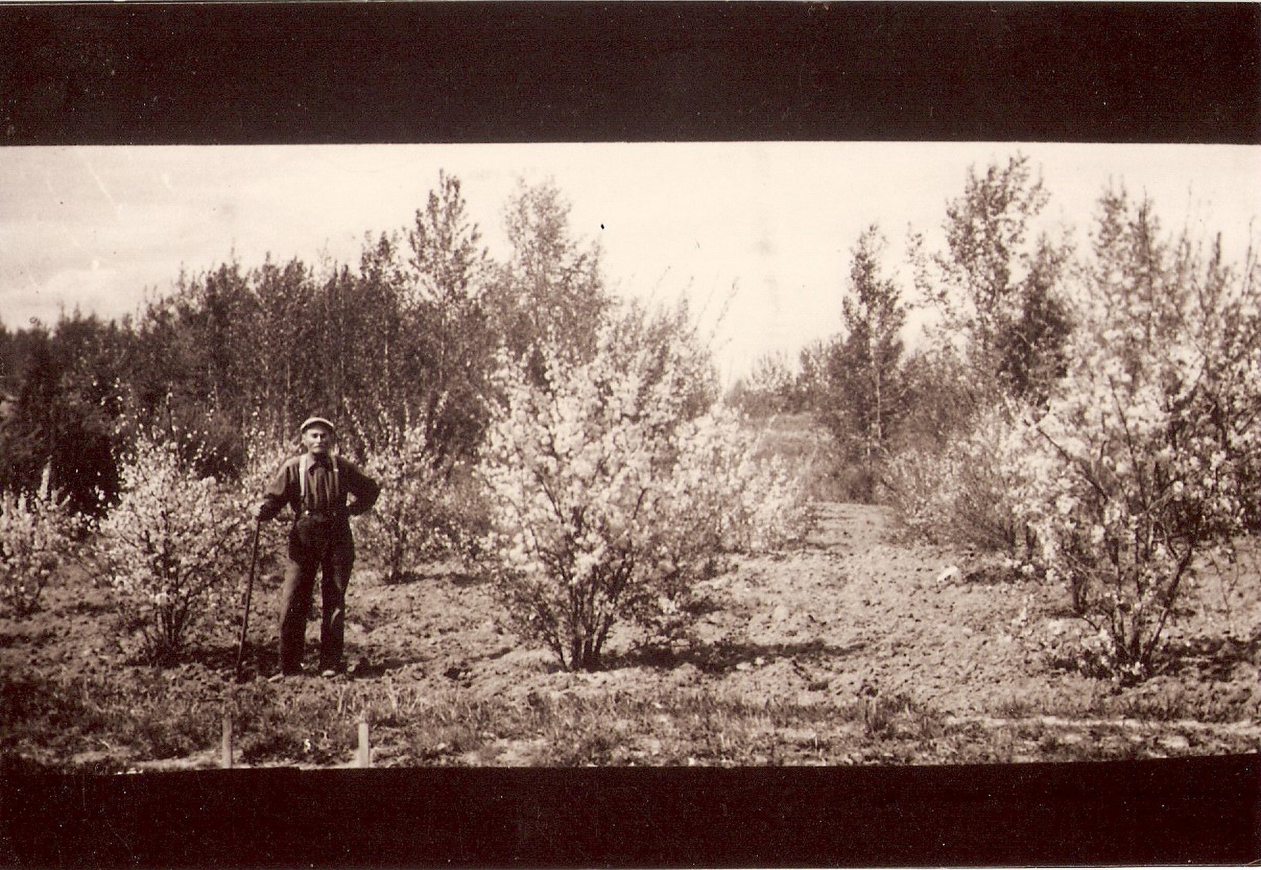 Dad and his first attempt at fruit trees fr. Miriam Grinde.jpg