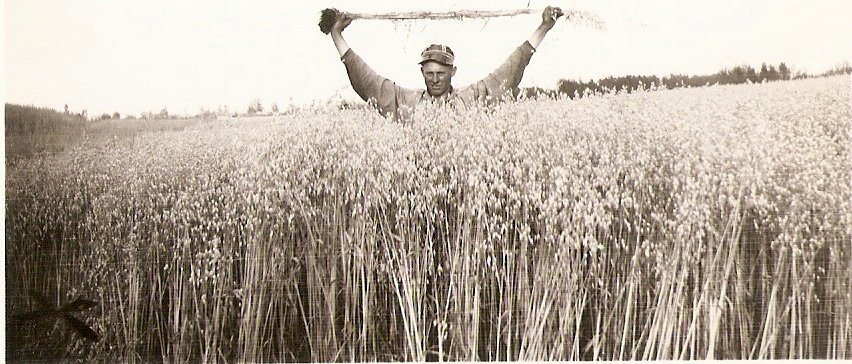 Fred Pegg Jr with oat crop 1930.jpg