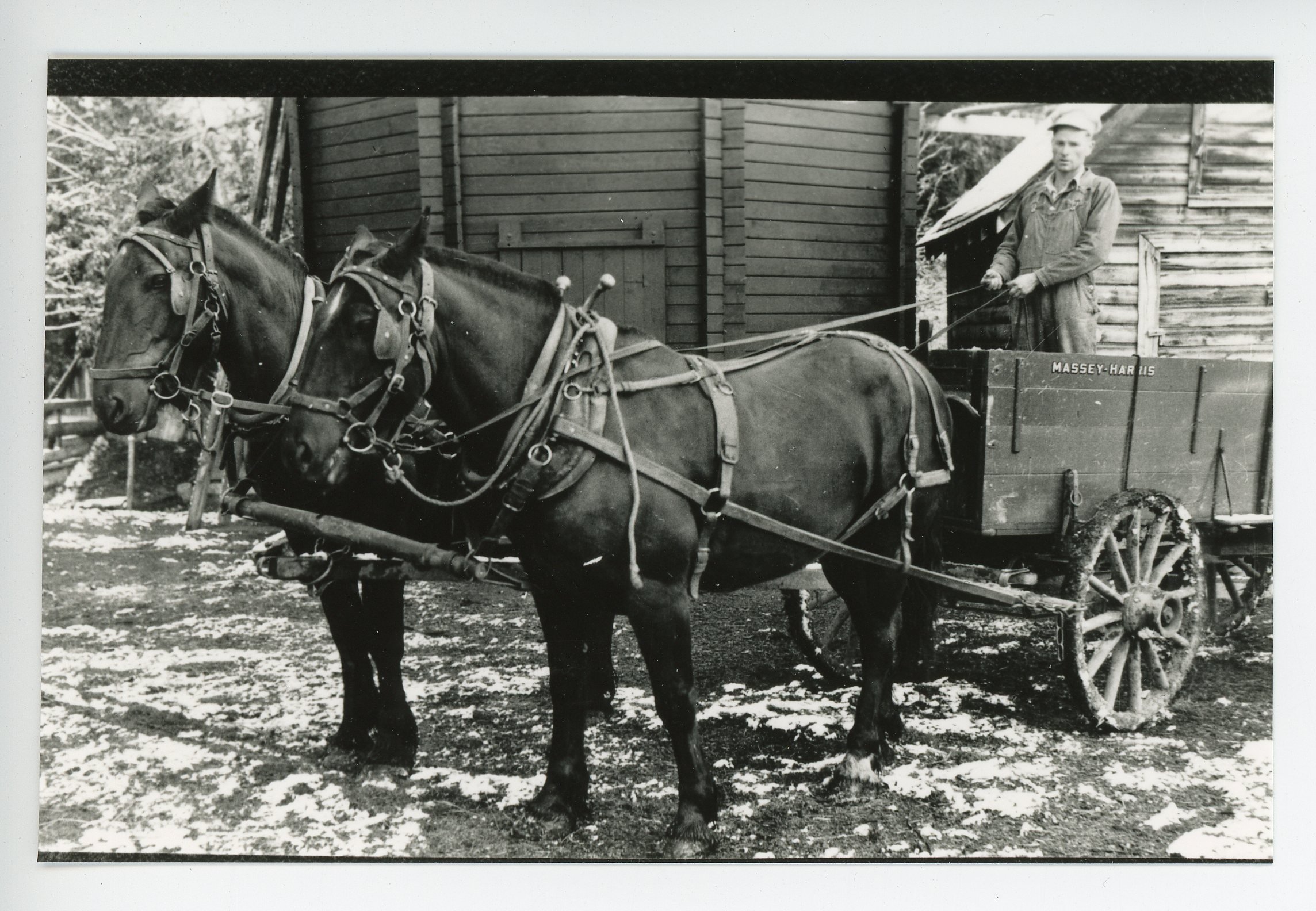 George Pegg, horses and wagon.jpg