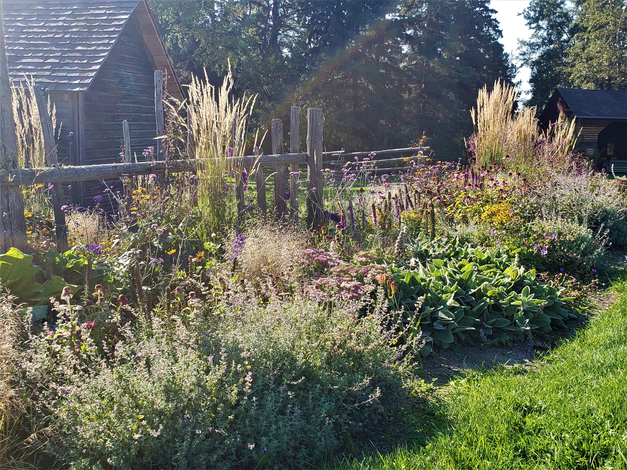 GPBGS. New Perennial Bed. Sept. 14 2023. edit 5.jpg