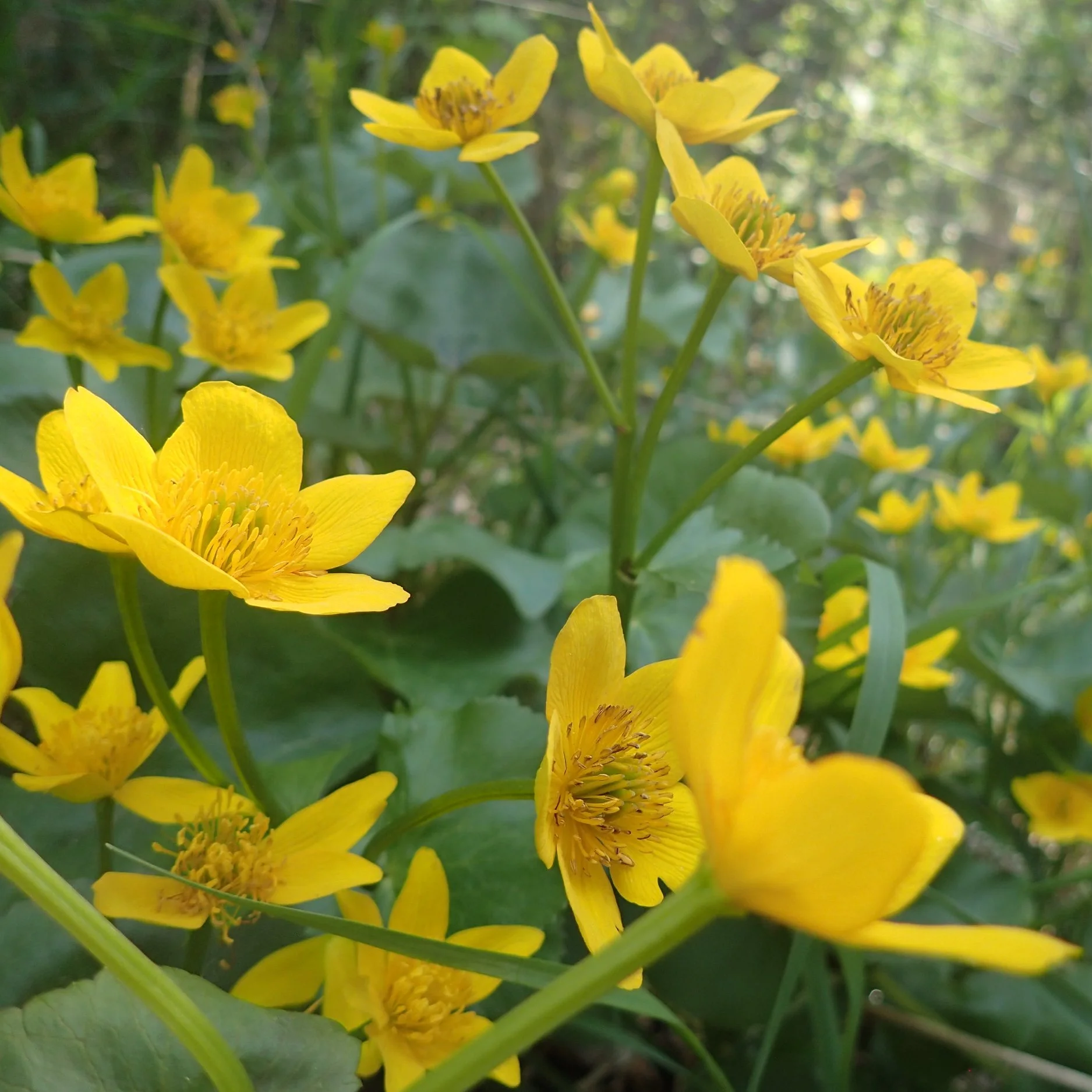 BioBlitz with iNaturalist