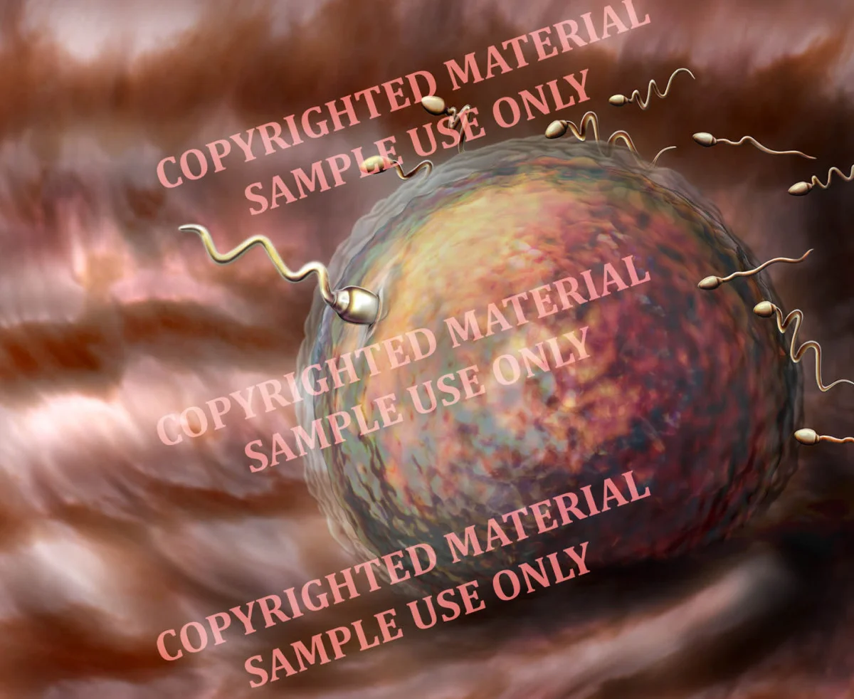 Textbook - Sperm and egg