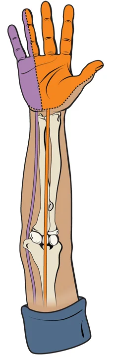 Tri-fold pamphlet - Course of median and ulnar nerves