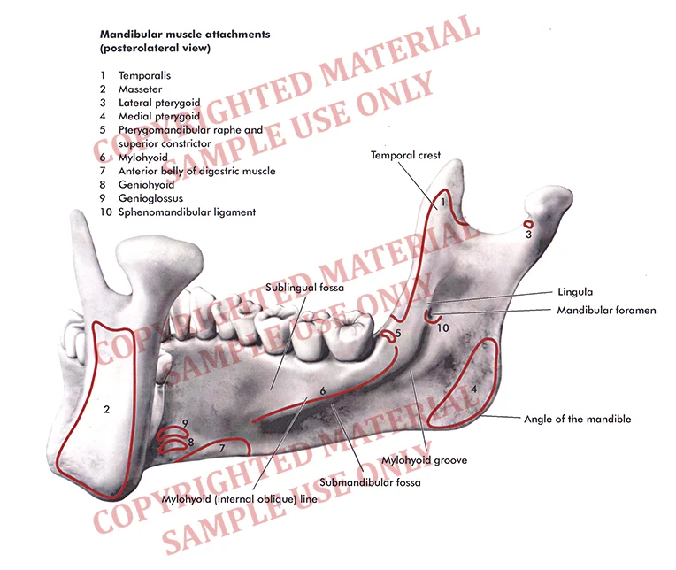 Textbook - Muscle attachments on mandible