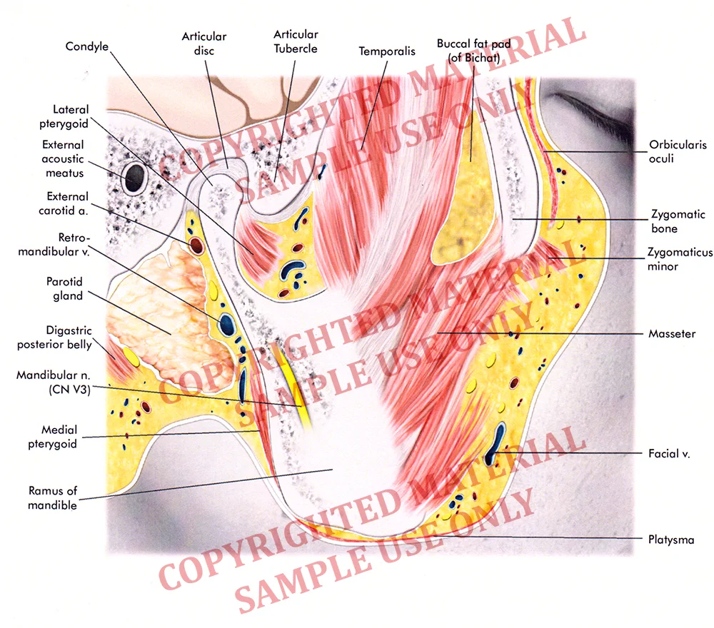 Textbook - Parasagittal view of facial anatomy