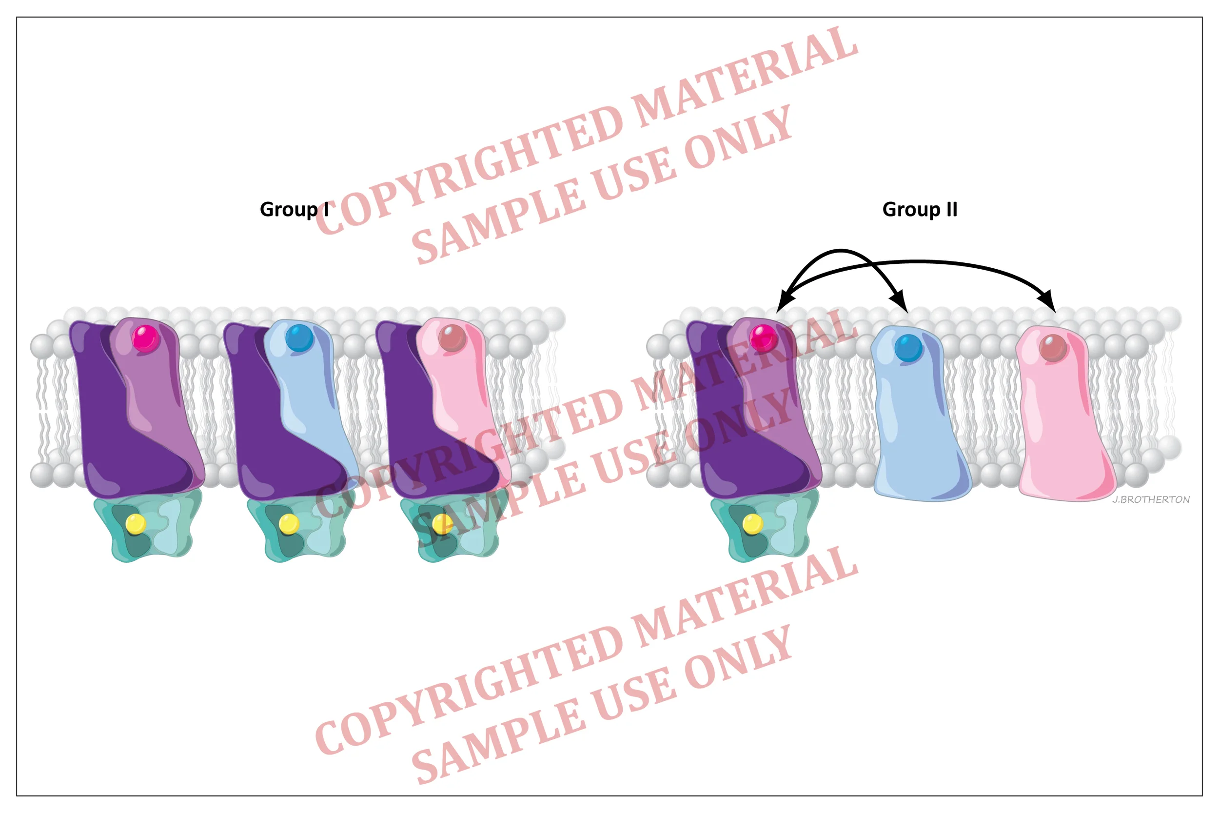 Presentation / Interactive - Molybdate molecular bonding