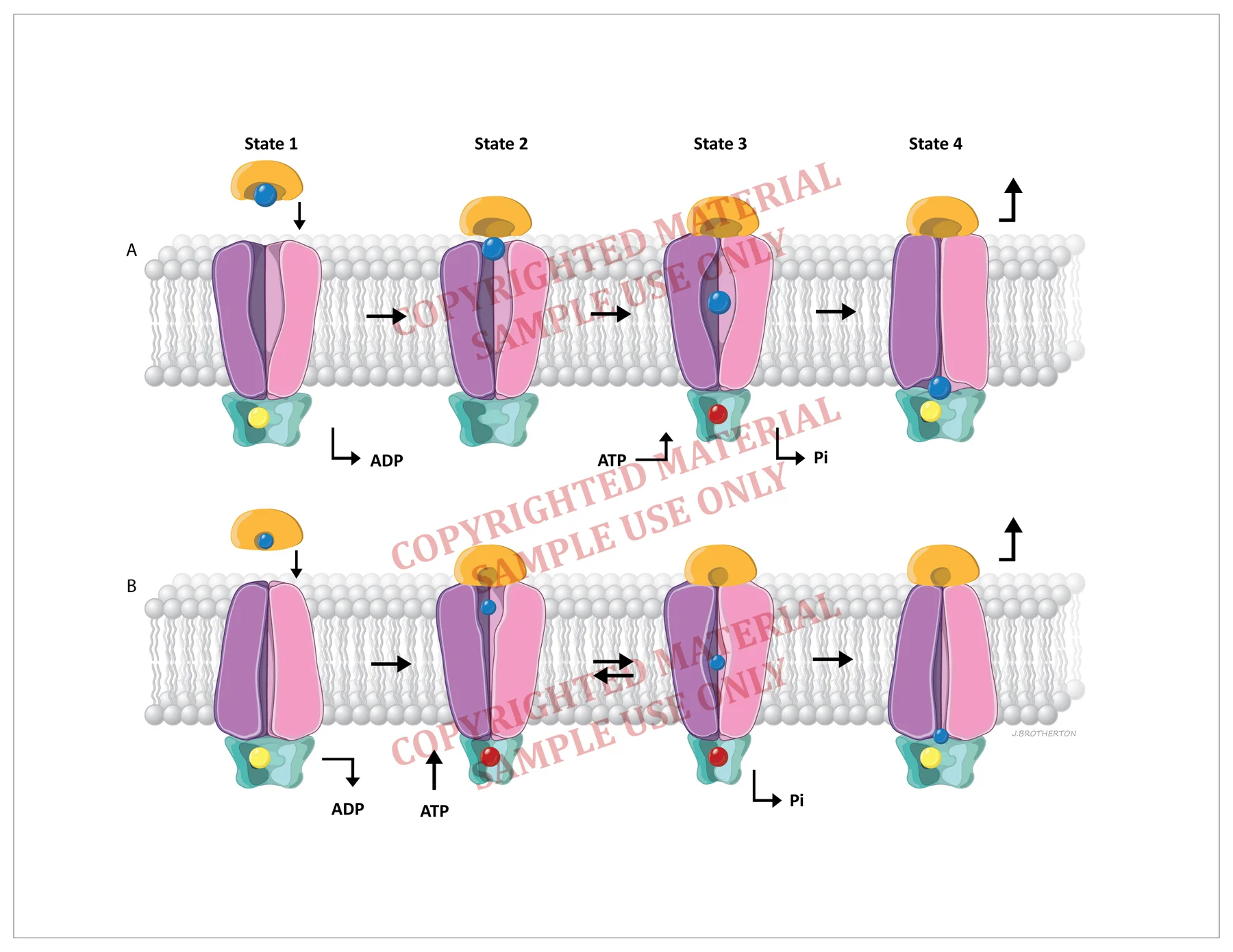 Presentation / Interactive - Molybdate molecular bonding