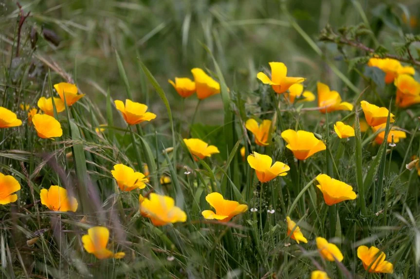 poppies.jpg
