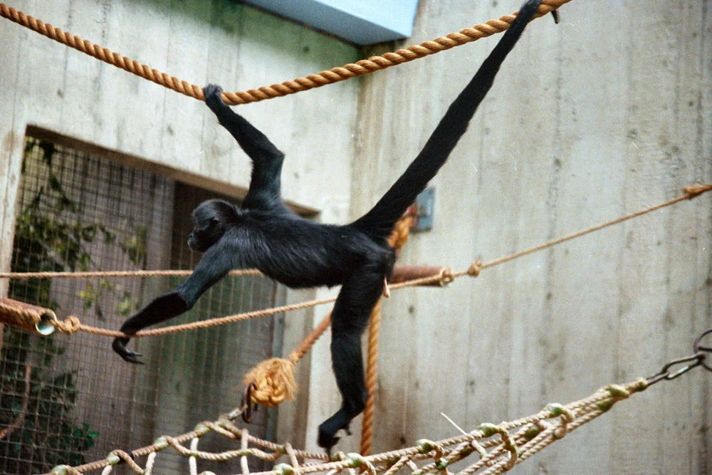 monkey toe.jpg