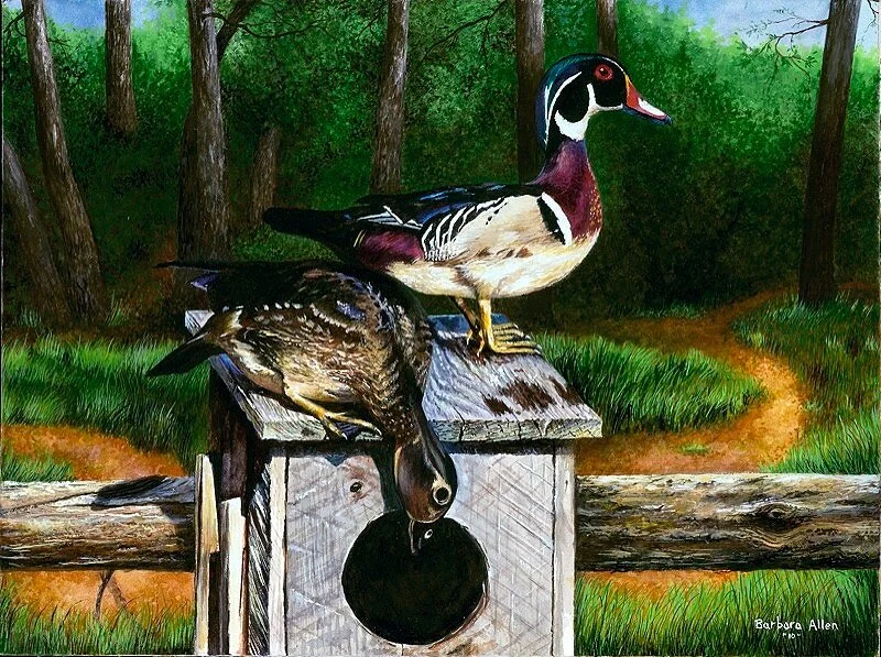 House+Hunting+Ducks+.jpg
