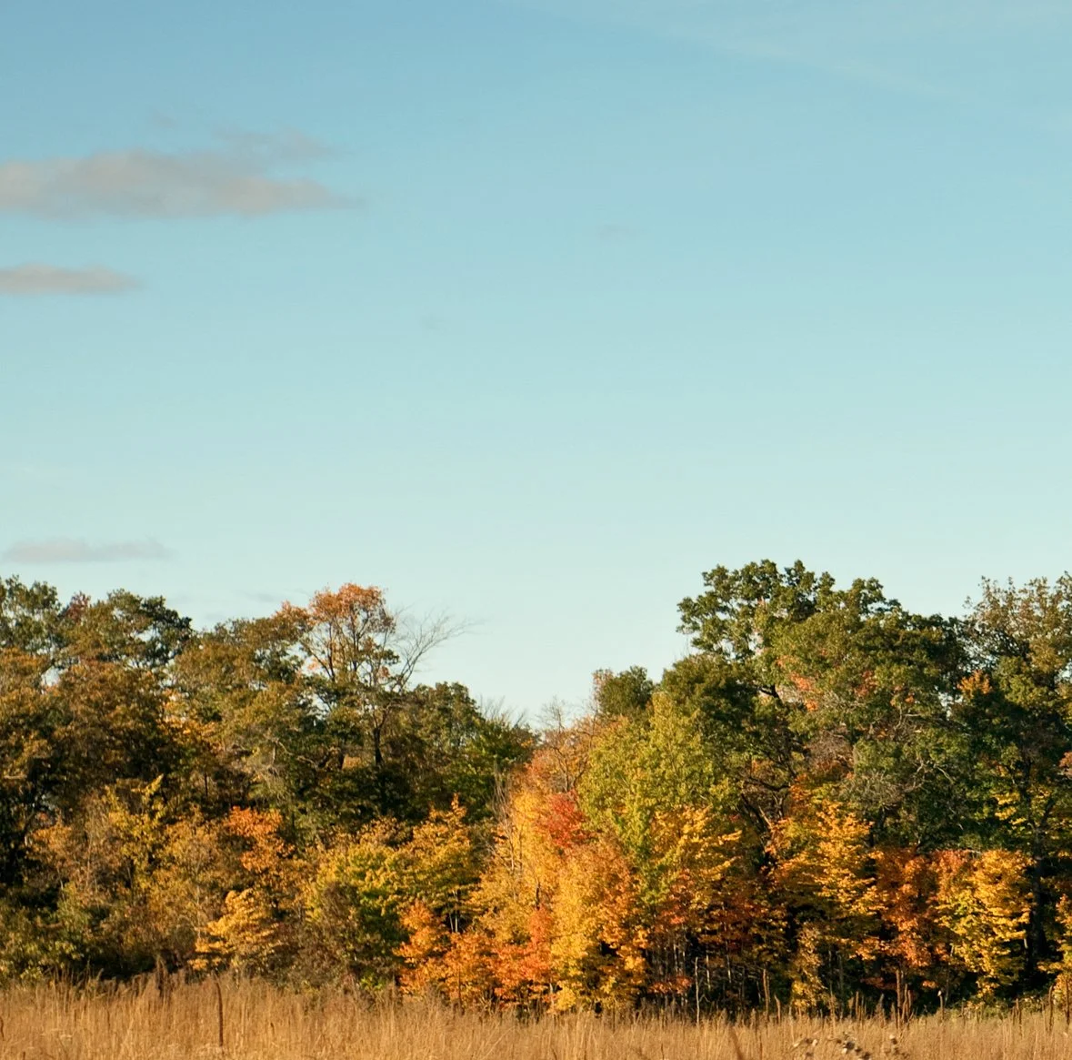 Seasons_Fall_Art (1).jpg