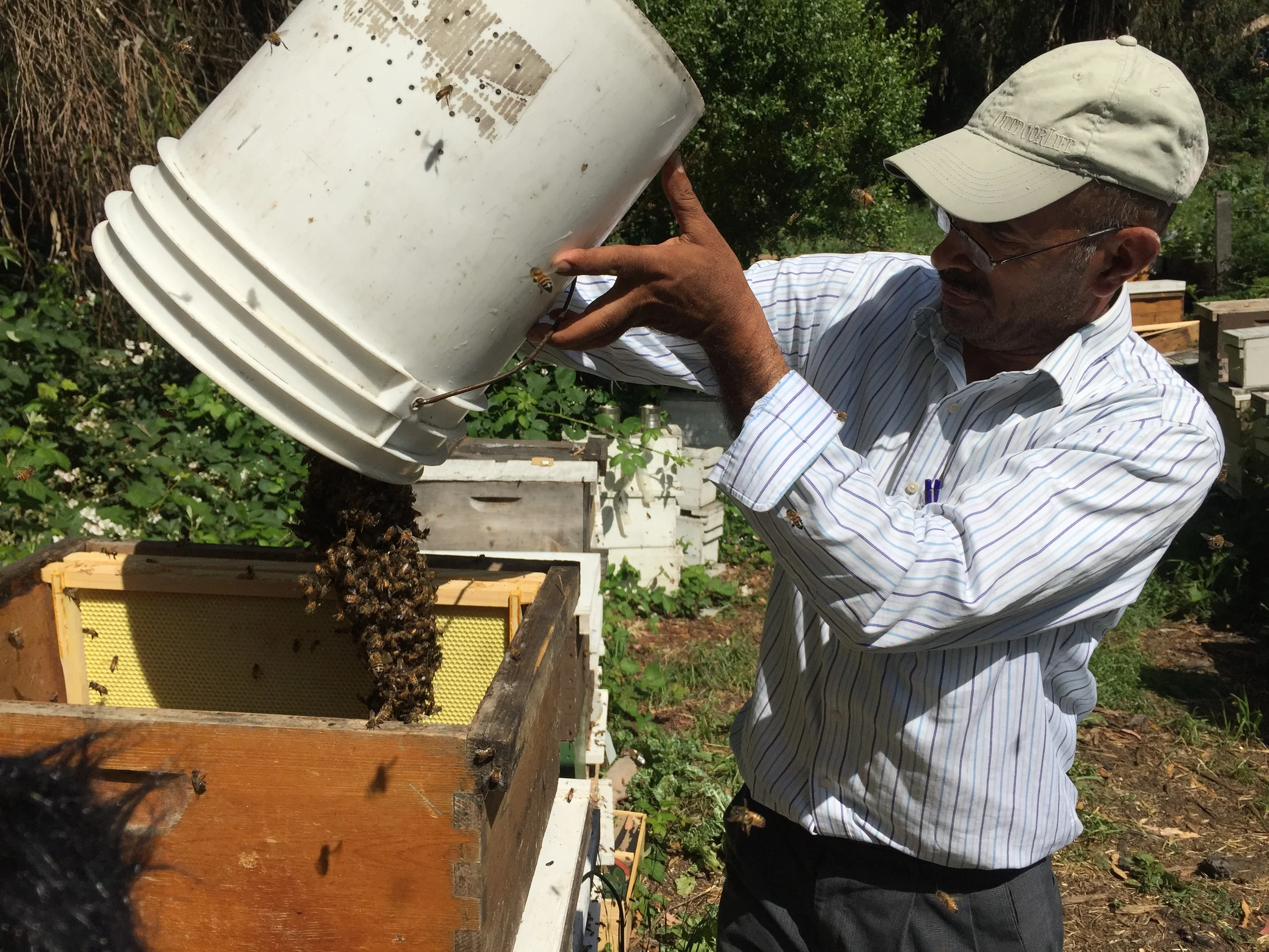 Khaled Almaghafi at his apiary in Richmond, California, just north of Oakland. Photo: Ali Budner