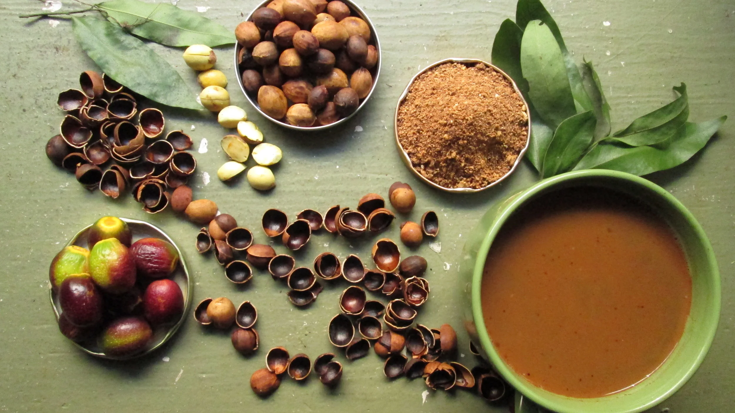 Clockwise starting from the lower left: ripe bay fruits; shelled hulls of bay nut; unroasted, shelled bay nuts; bay leaves; roasted bay nuts; bay nut powder; drink made by steeping bay nut powder in hot water. (Photo by Emily Moskal) http://baynature.org/article/how-to-forage-and-prepare-bay-nuts/