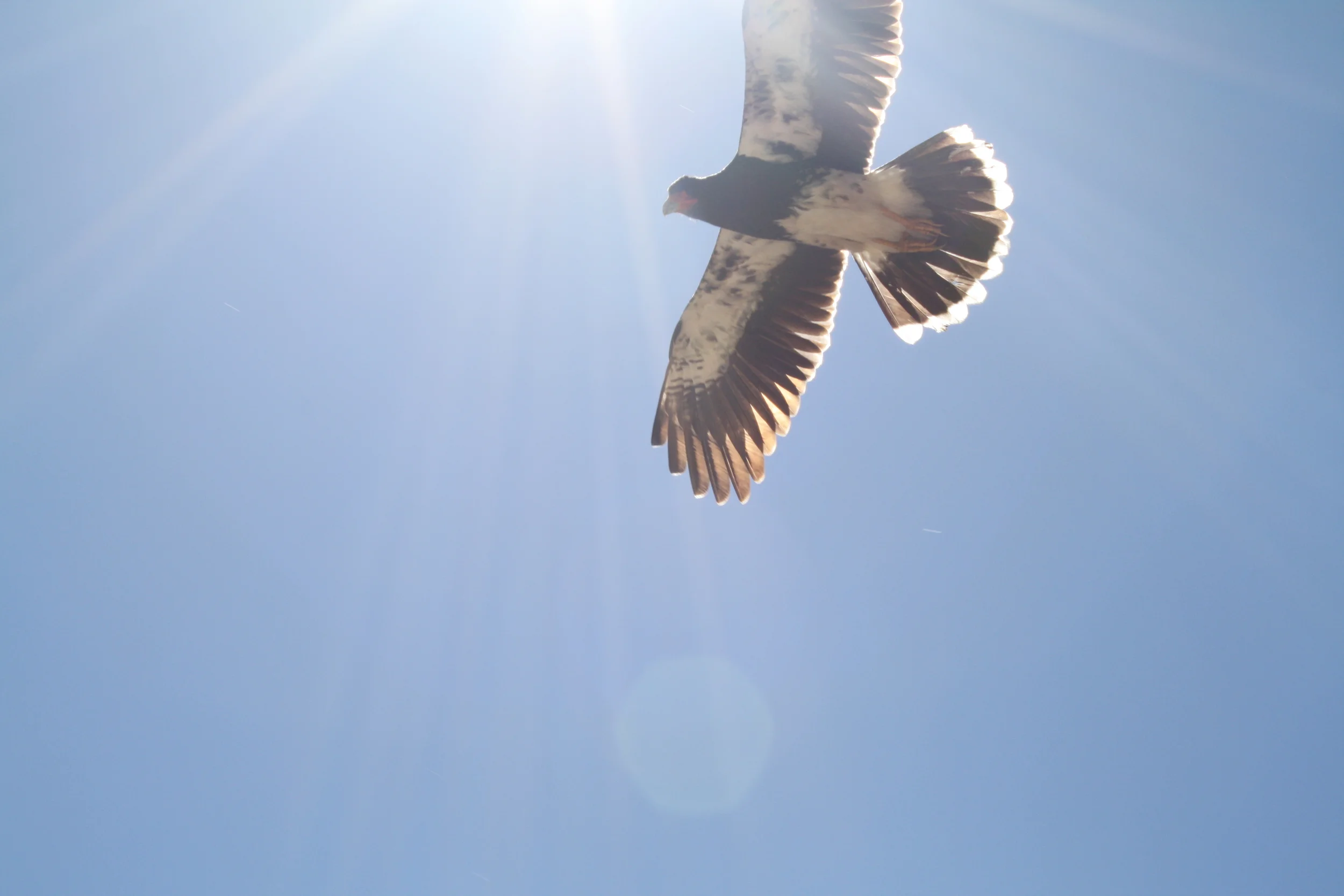 Hawk-June-2011.jpg