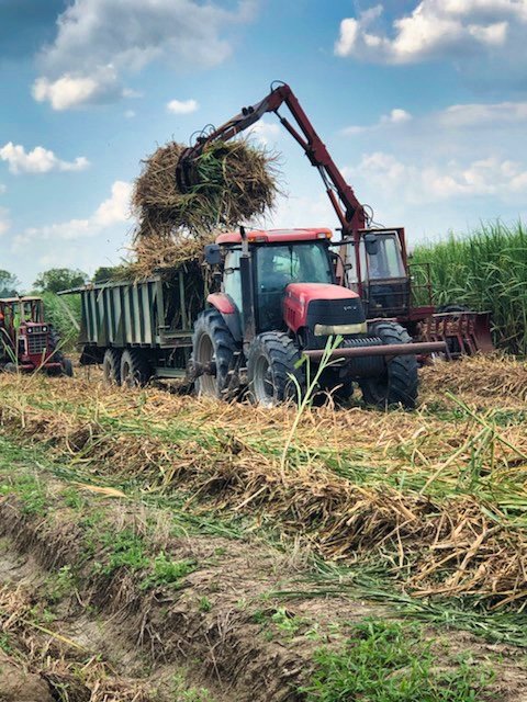 Cane Field & Tractor 2 1.jpeg