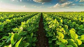 Soybean Field.jpg