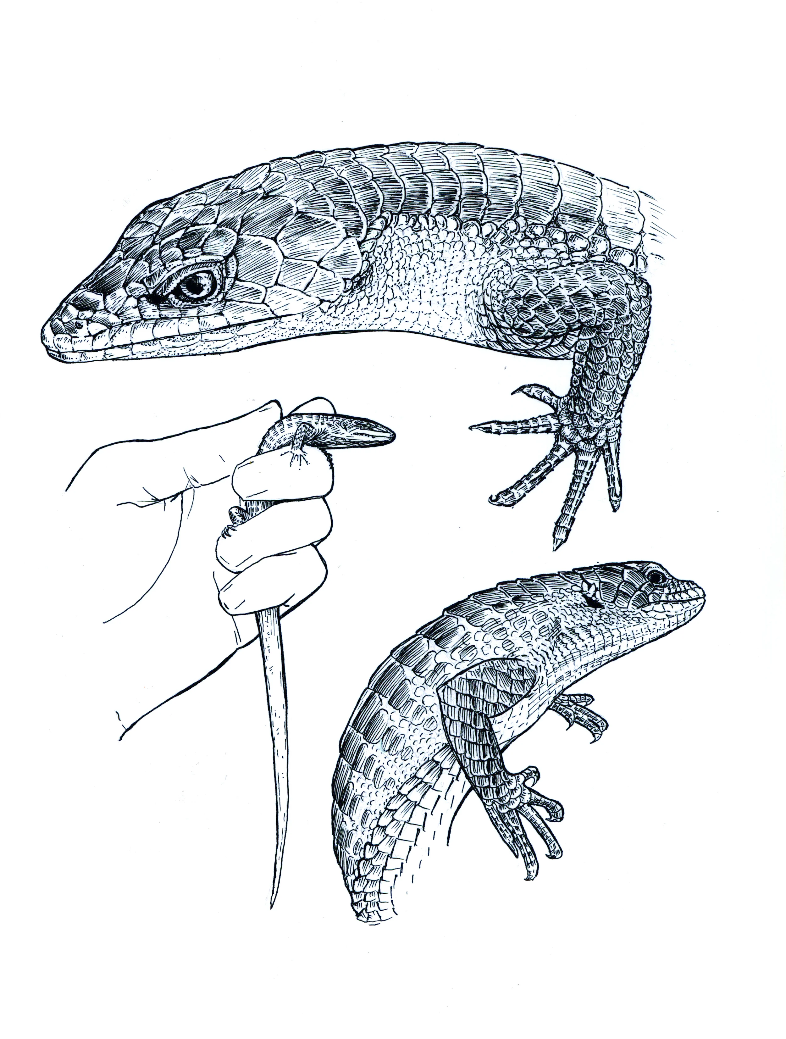 abronia1.jpg