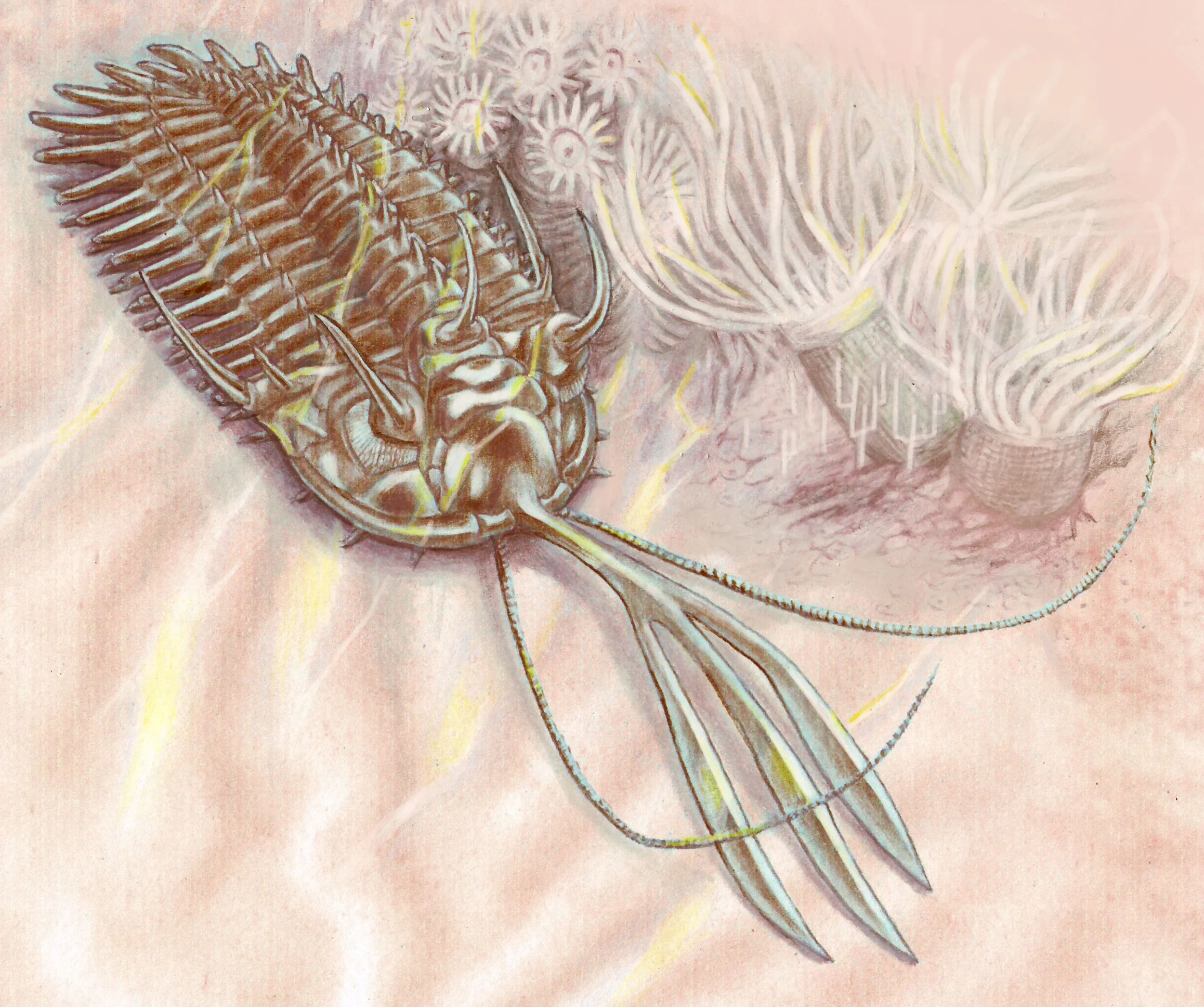 Walliserops_b.jpg