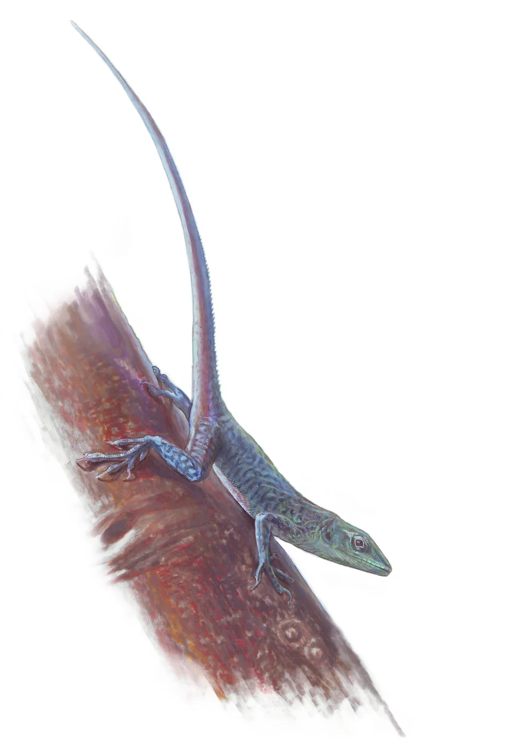anole.jpg