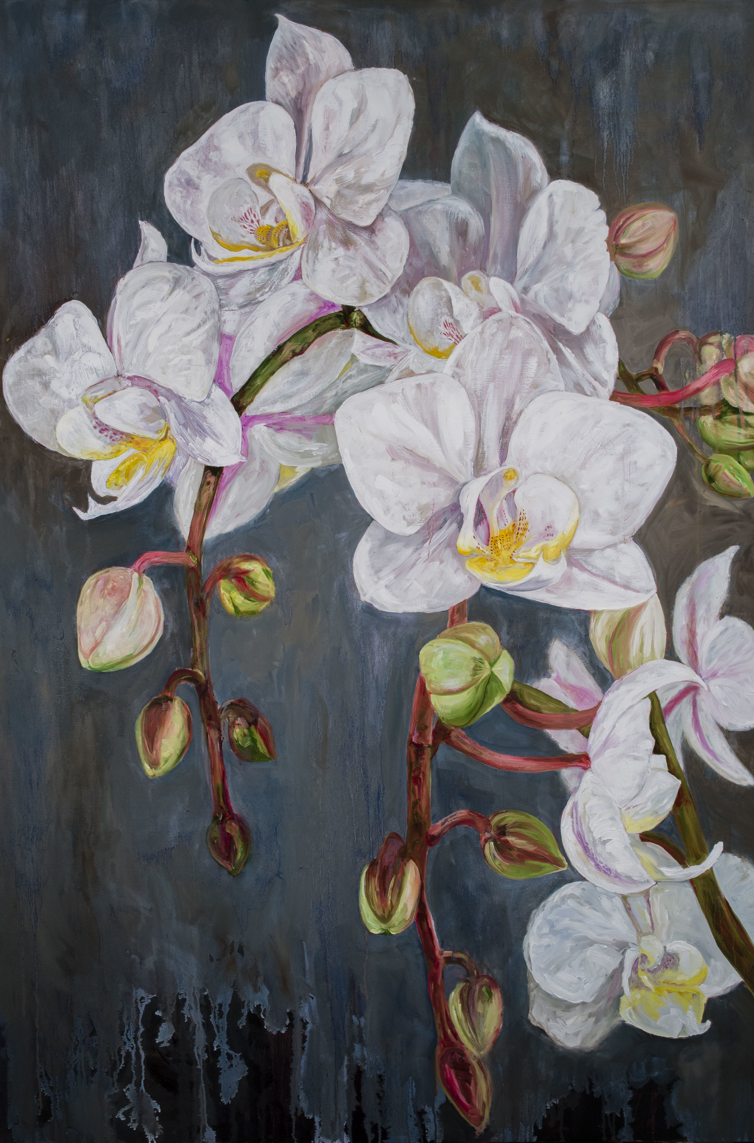   Window Orchid   Oil  60”x 40” 