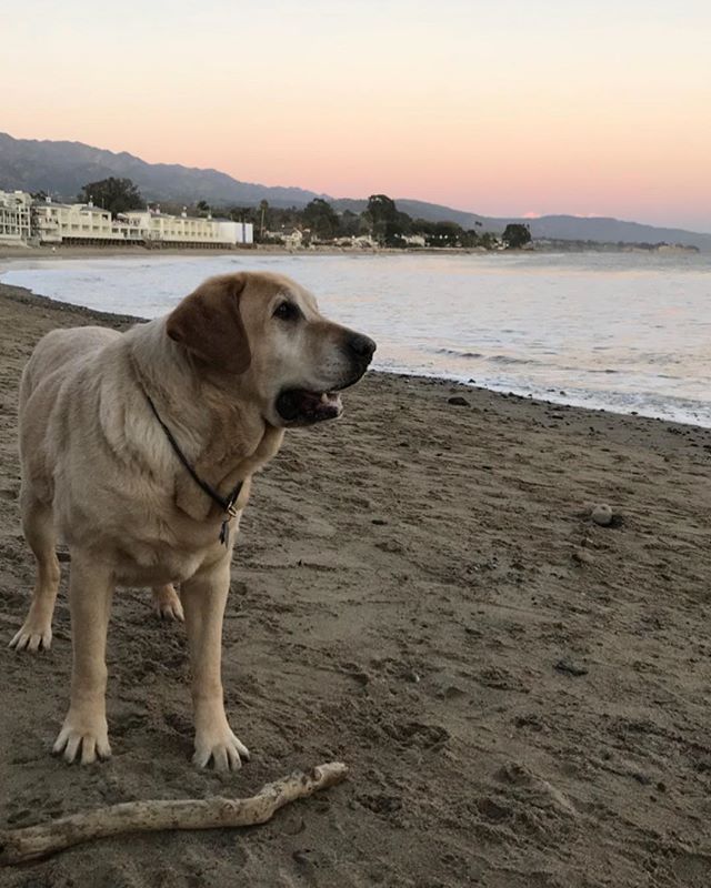 A much enjoyed break from the rain. #saltydog #yellowlab #santabarbara